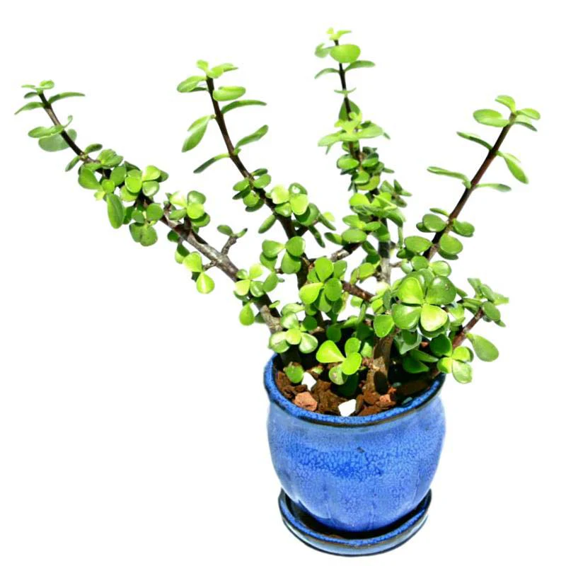 2" Midnight Blue Ceramic Succulent Pot - Amphora Vase - Image 2