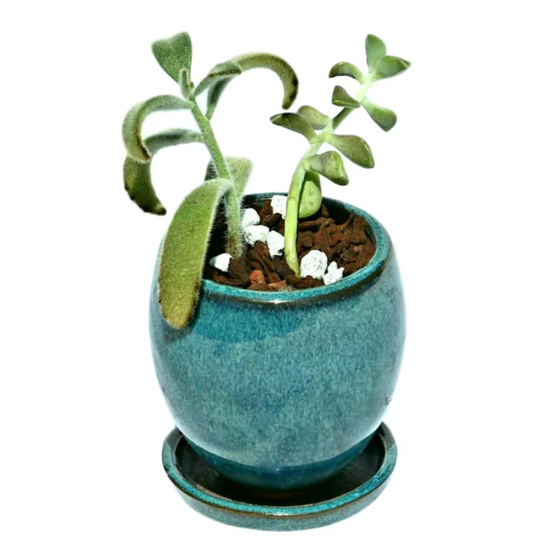 2" Teal Jade Ceramic Succulent Pot - Elliptical Elegance - Image 2