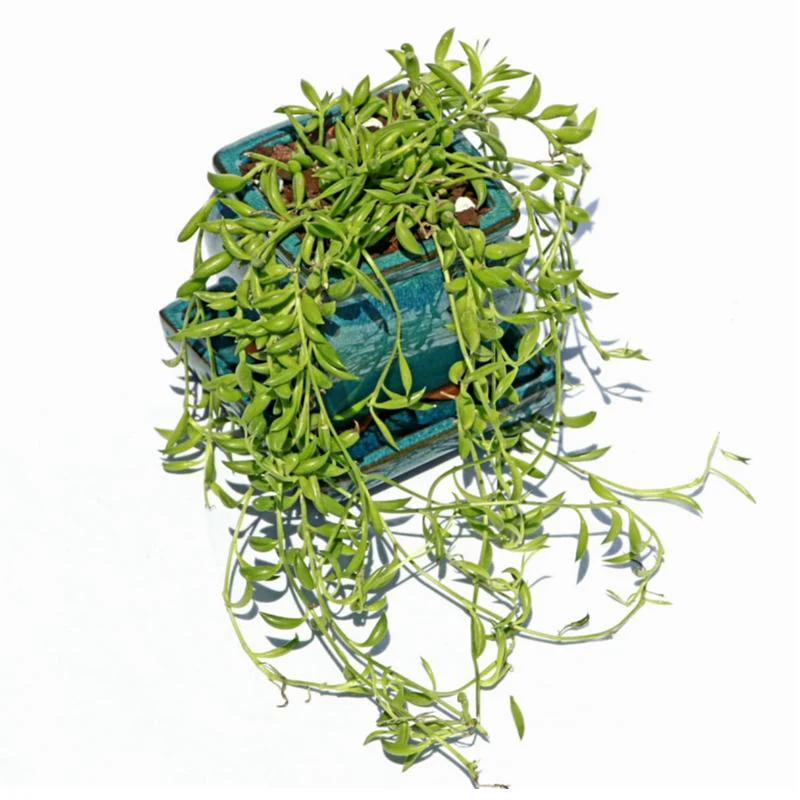 2" Teal Jade Ceramic Succulent Pot - Rounded Rectangle - Image 2