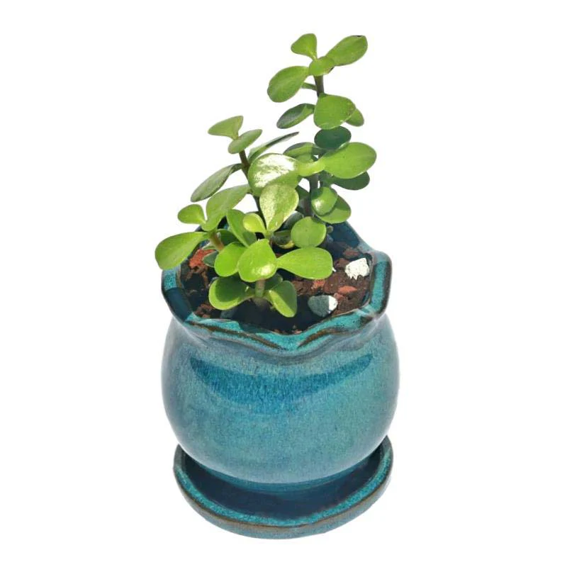 2" Teal Jade Ceramic Succulent Pot - Blooming Tulip - Image 2