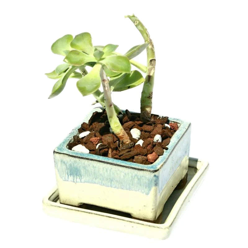 2" Ocean Mist Over White Diamond Ceramic Succulent Pot - Shallow Square - Image 2
