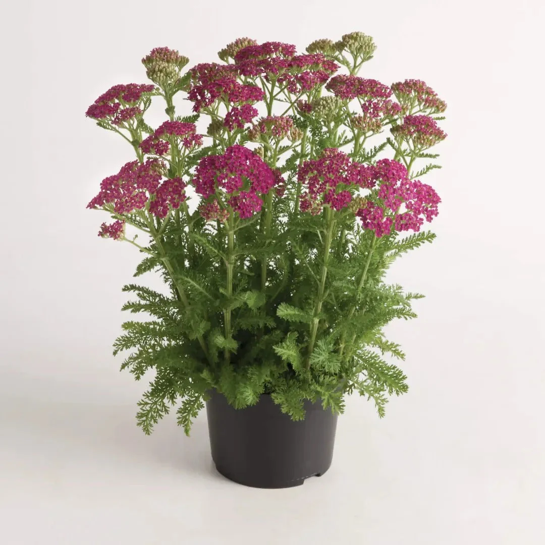 Milly Rock Rose Yarrow