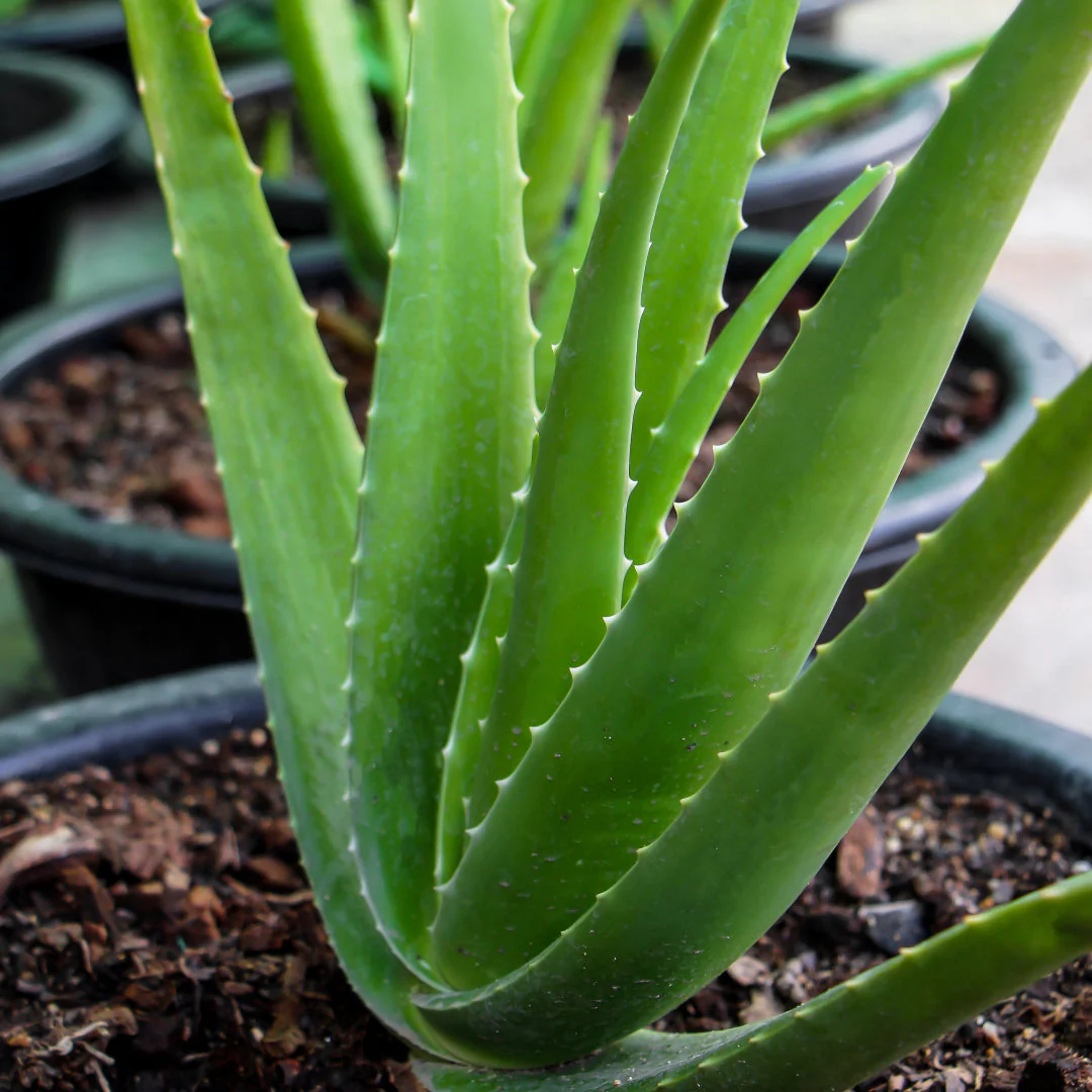 Aloe Vera - Image 2