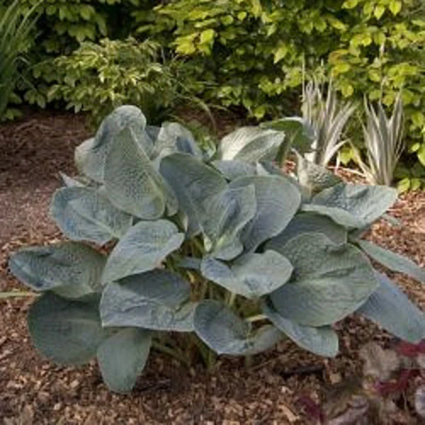 Abiqua Drinking Gourd Hosta - Image 2