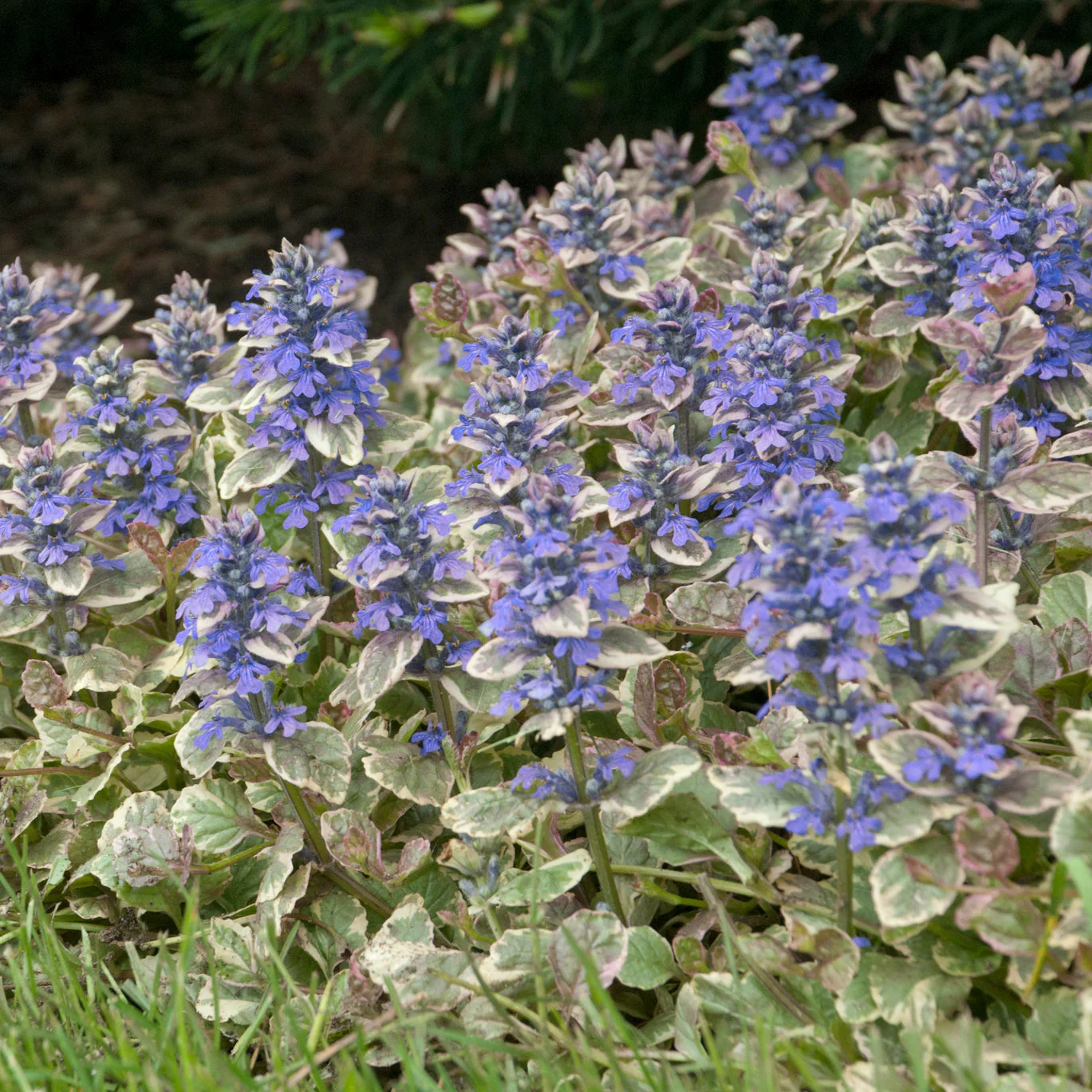 Bronze Beauty Bugleweed - Image 2