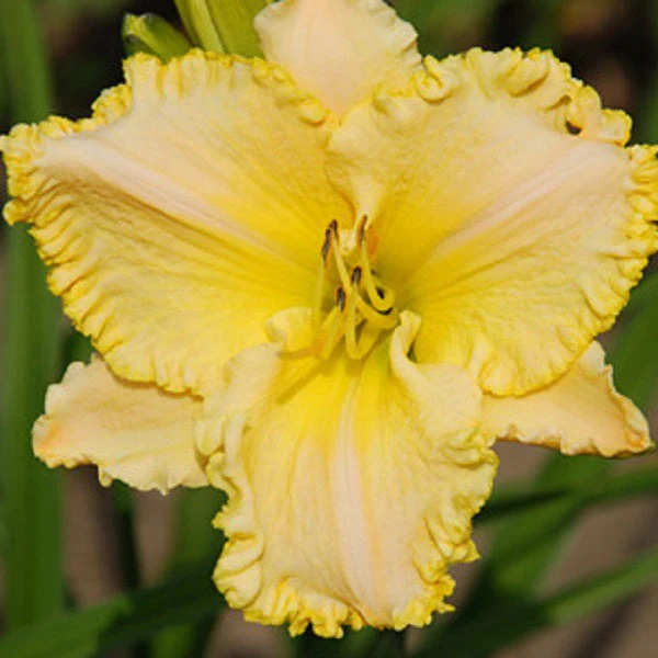 Altogether Lovely Daylily