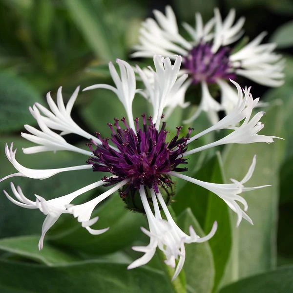 Amethyst in Snow Mountain Cornflower - Image 2