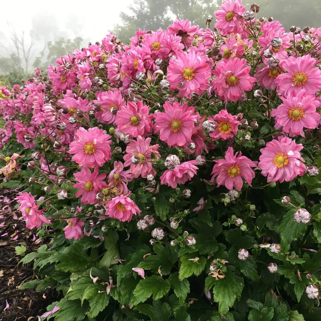 Fall in Love® Sweetly Anemone