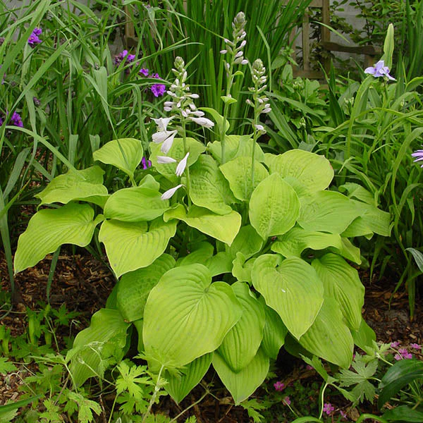 August Moon Hosta - Image 3