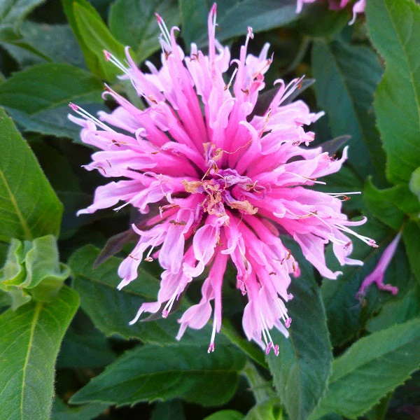 Balmy™ Pink Beebalm - Image 2