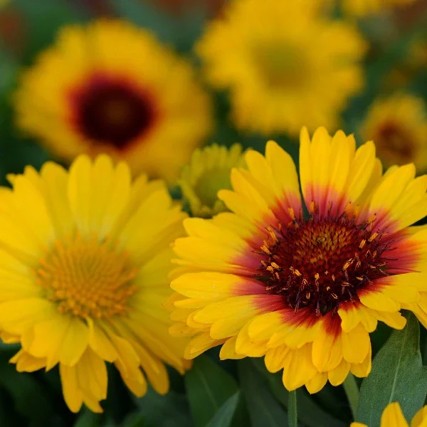 Beautiful Blanket Flower - Image 2