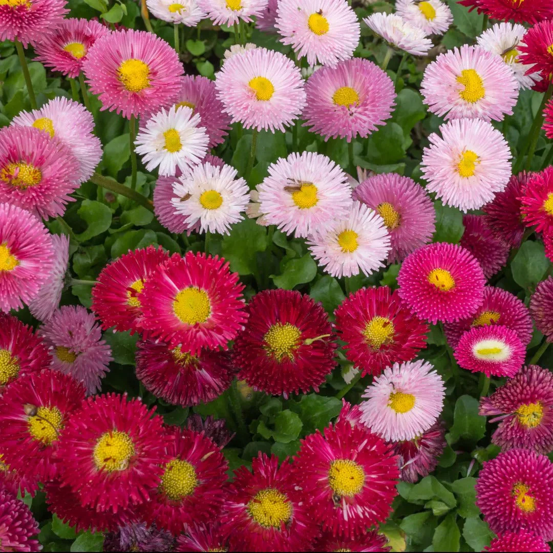 Speedstar® Plus Mix English Daisy
