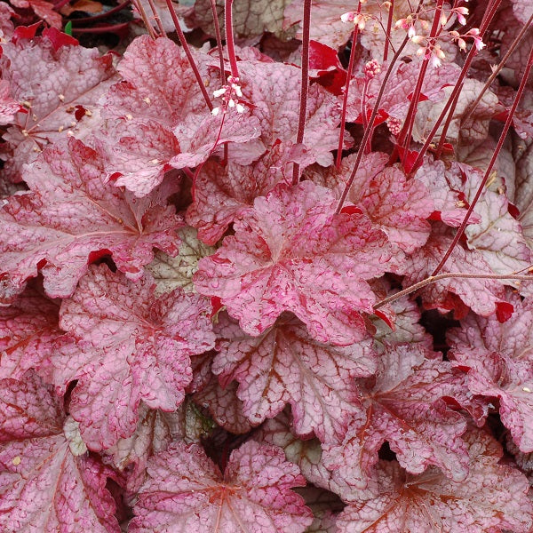 Berry Smoothie Coral Bells - Image 2
