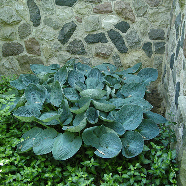 Big Daddy Hosta - Image 3
