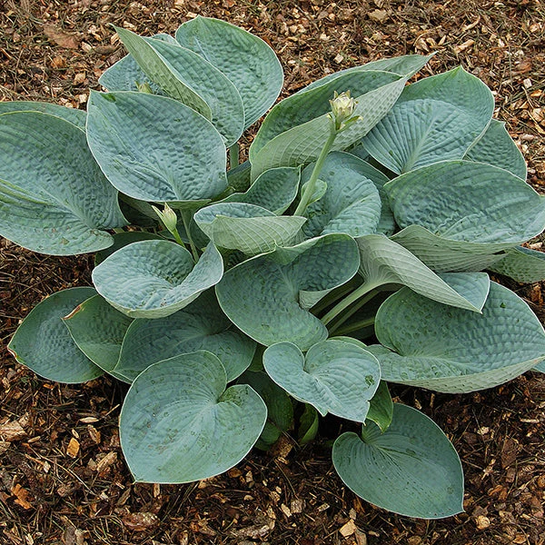 Big Daddy Hosta - Image 2