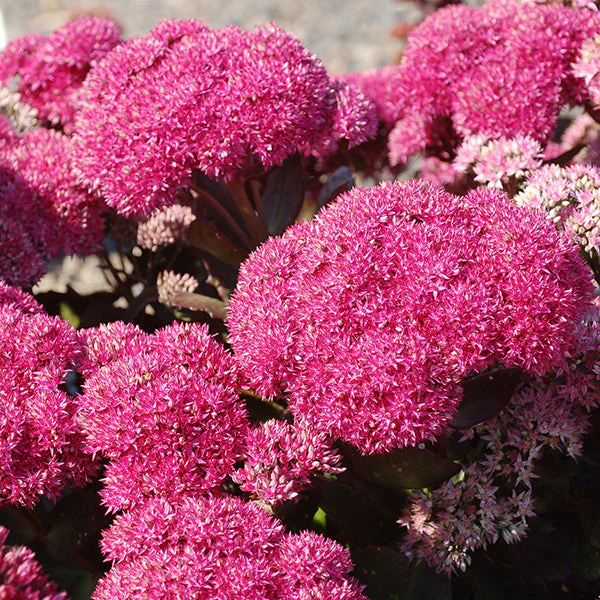 Birthday Party Sedum - Image 2