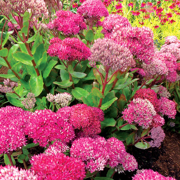 Birthday Party Sedum - Image 3