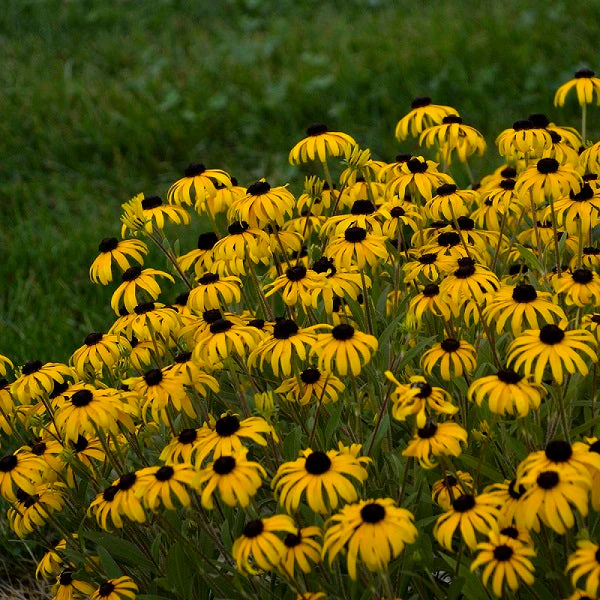 Black Eyed Susan - Image 2