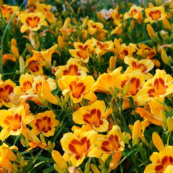 Black Eyed Susan Daylily - Image 3