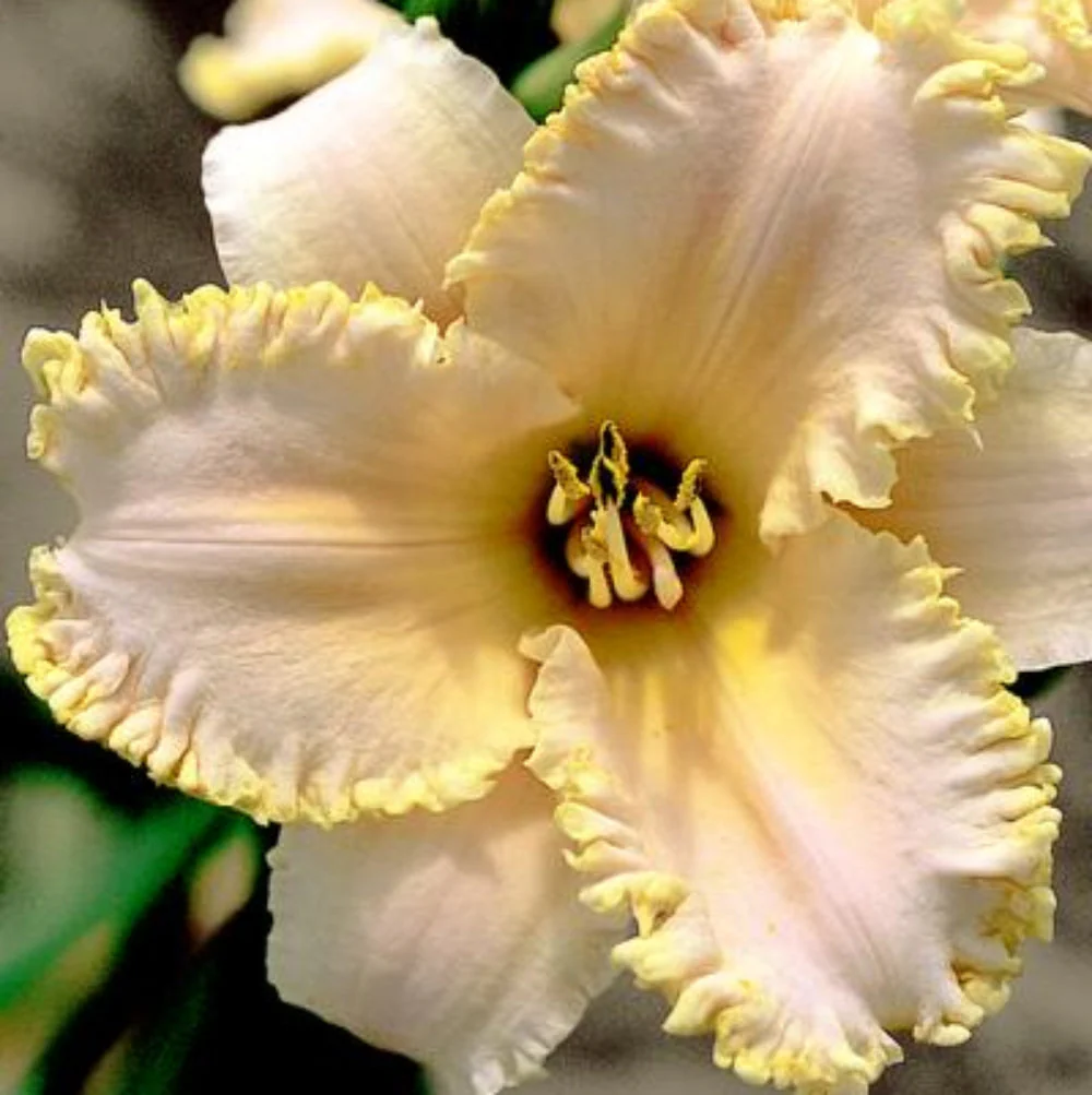 Dazzling Daylilies Clearance #1