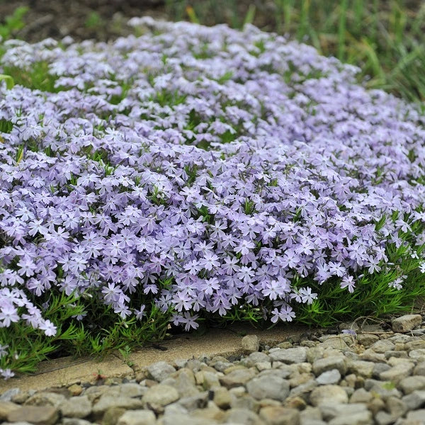 Blue Moon Woodland Phlox - Image 2