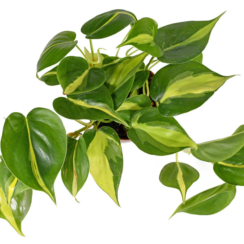 Brasil Philodendron - Image 2
