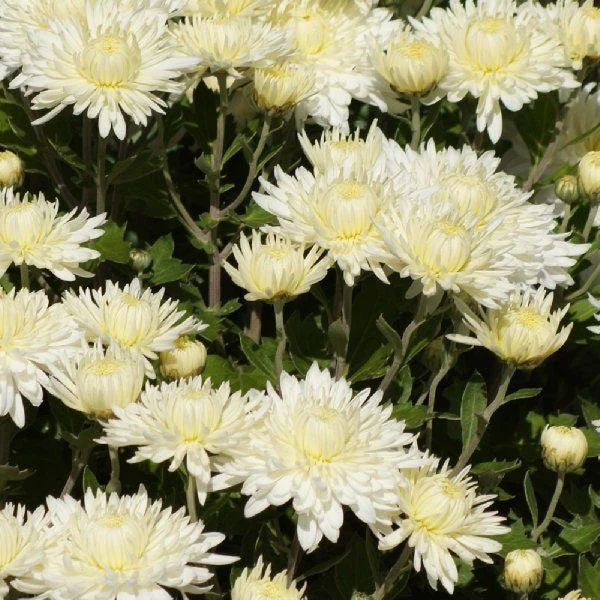 Bristol White Chrysanthemum - Image 2