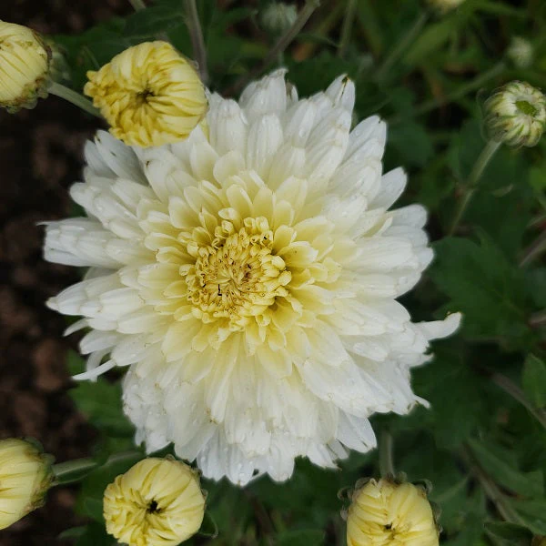 Bristol White Chrysanthemum - Image 3