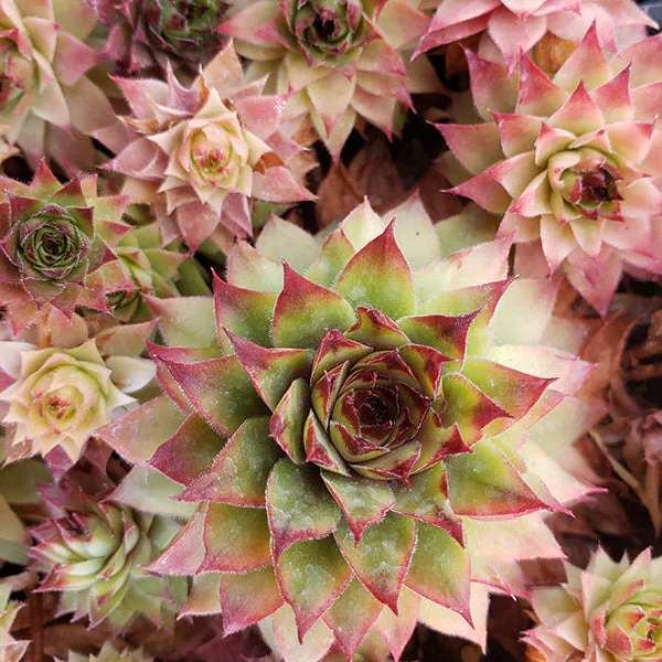 Bronco Hen & Chicks Succulent - Image 3