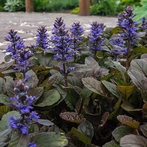 Bronze Beauty Bugleweed