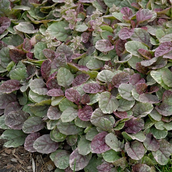 Burgundy Glow Bugleweed - Image 2
