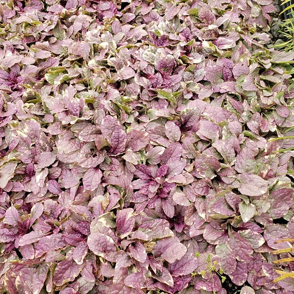 Burgundy Glow Bugleweed - Image 3