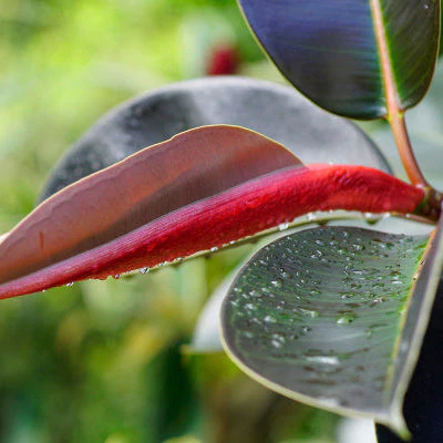 Burgundy Rubber Fig - Image 2