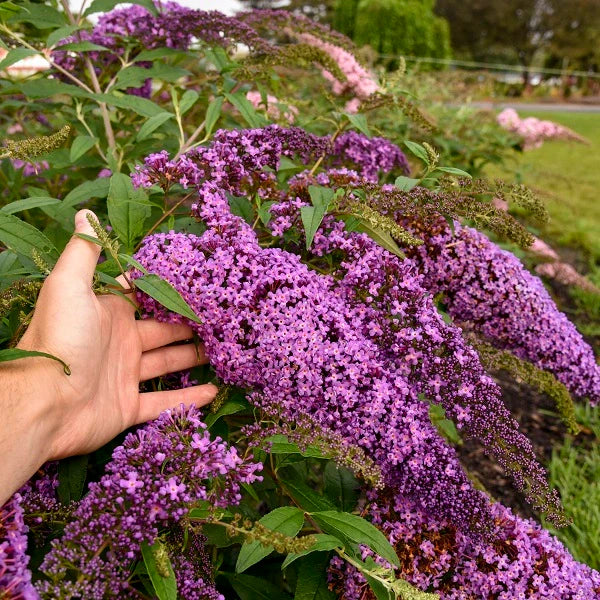Butterfly Bush - Image 2