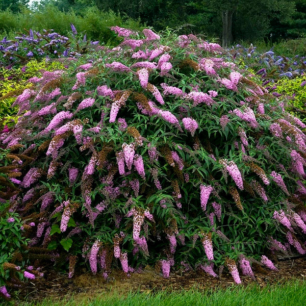 Butterfly Bush - Image 3