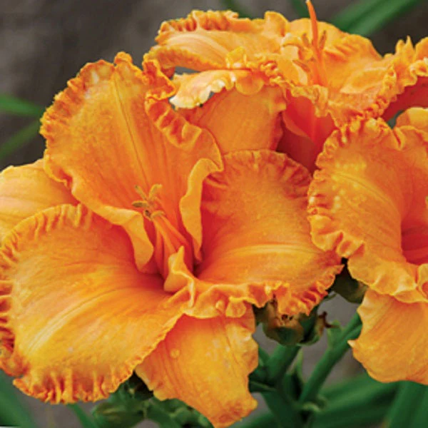 Butterscotch and Ginger Daylily - Image 2