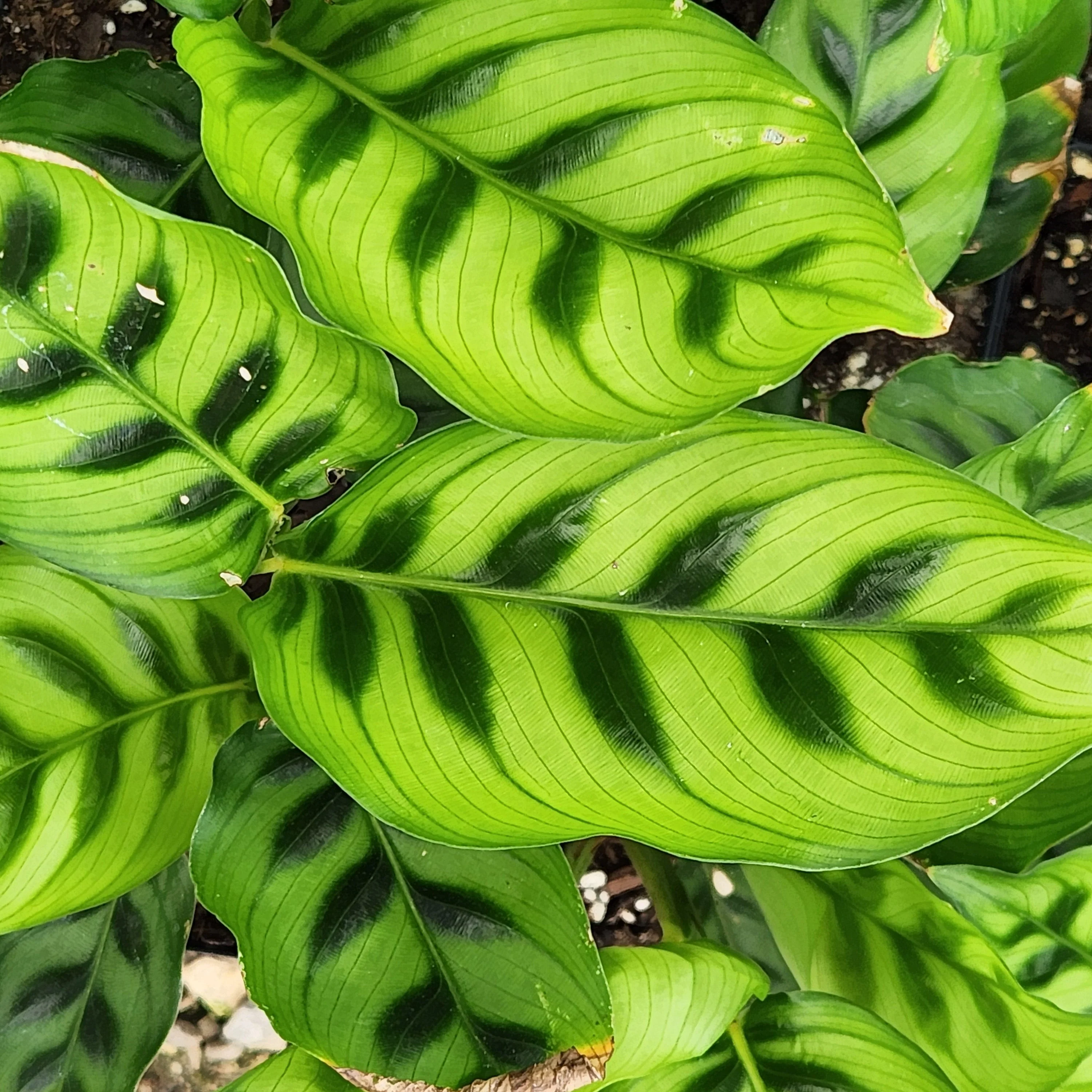 Leo Calathea