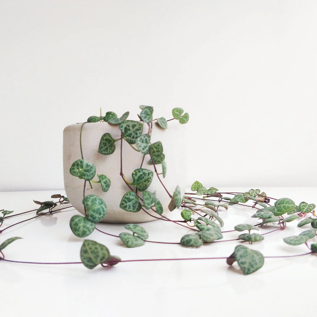 String of Hearts - Image 2