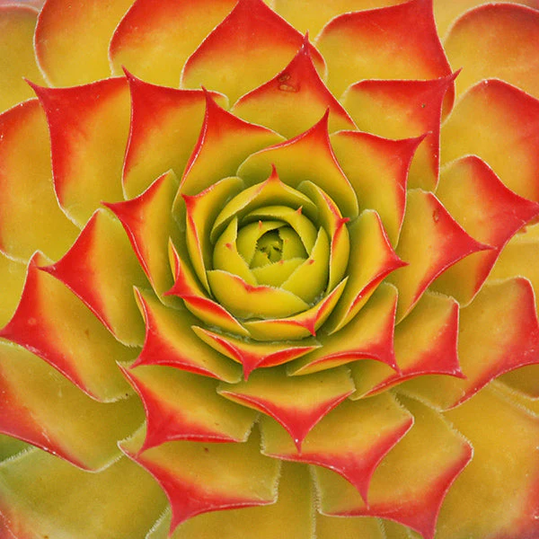 Chick Charms® Gold Nugget Hen and Chicks Succulent