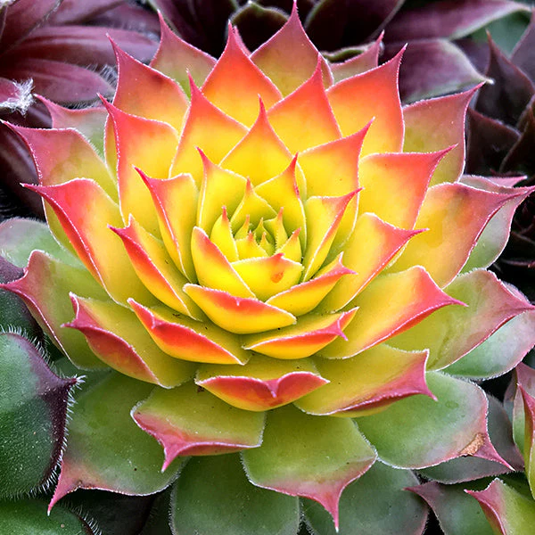 Chick Charms® Gold Nugget Hen and Chicks Succulent - Image 3