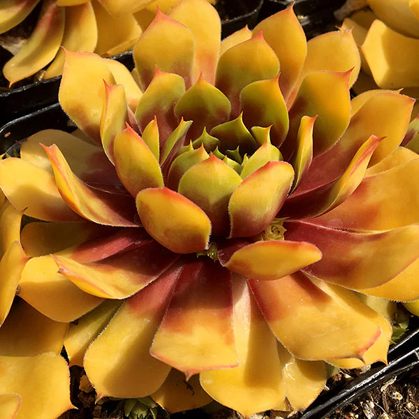 Chick Charms® Gold Nugget Hen and Chicks Succulent - Image 2