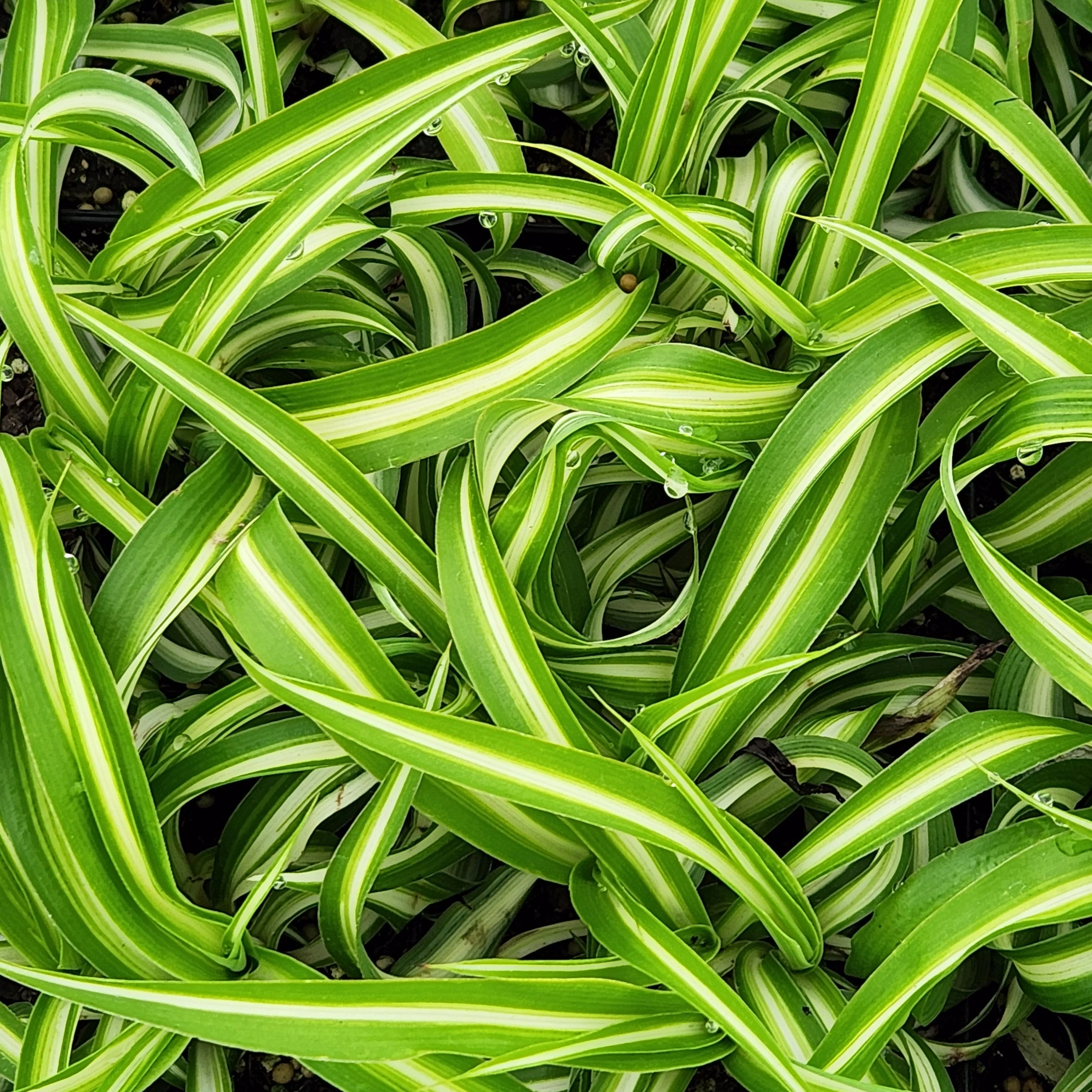 Bonnie Spider Plant