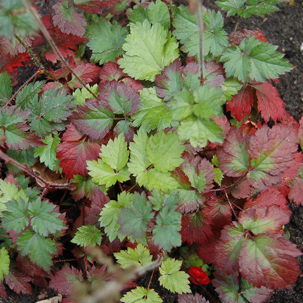 Color Flash Astilbe - Image 2