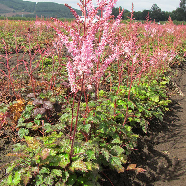 Color Flash Astilbe - Image 3