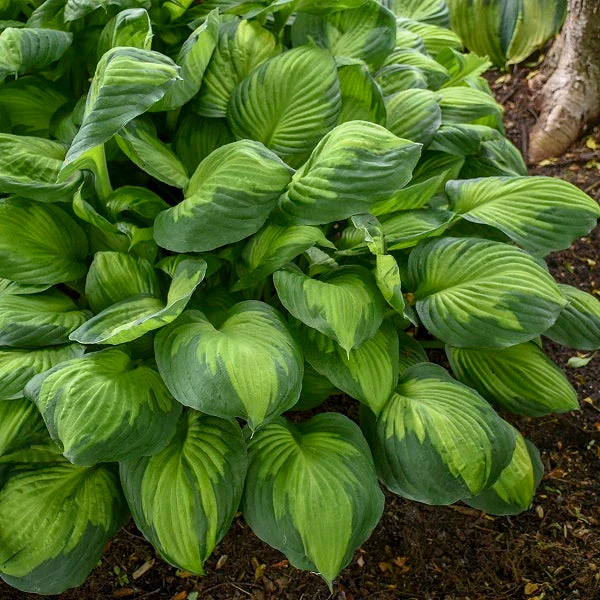 Captain Kirk Hosta - Image 2