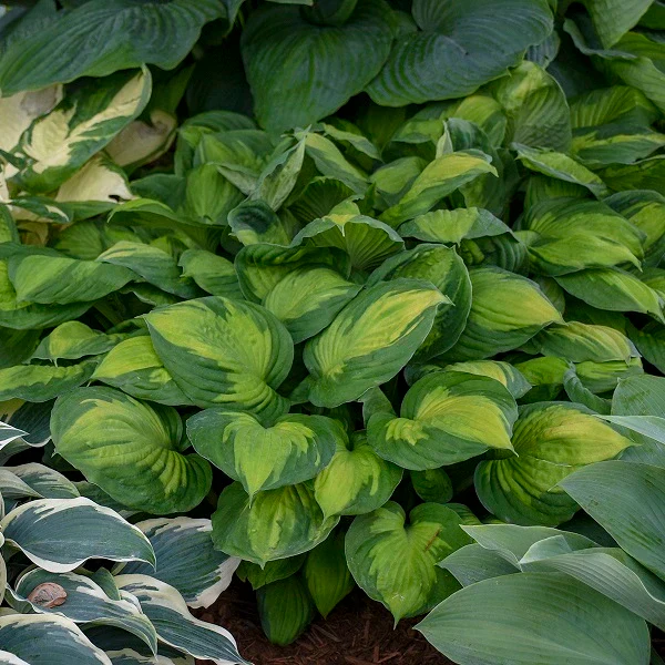 Captain Kirk Hosta - Image 3