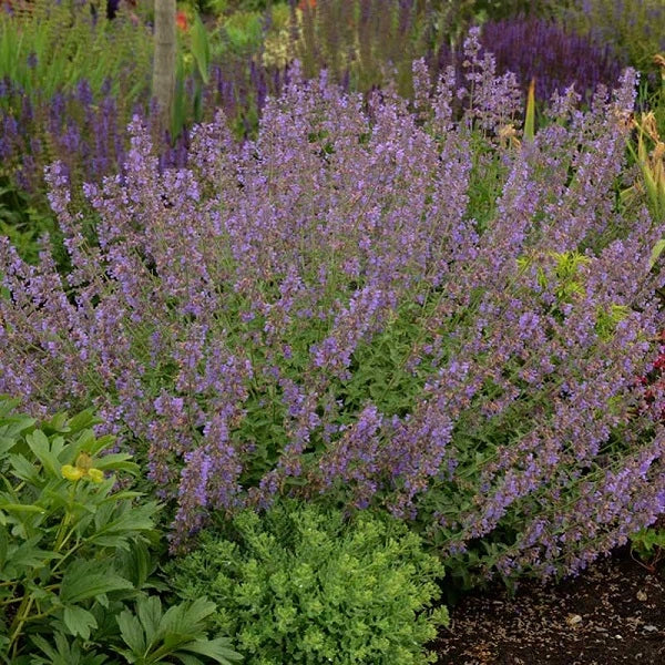 Captivating Catmint - Image 3