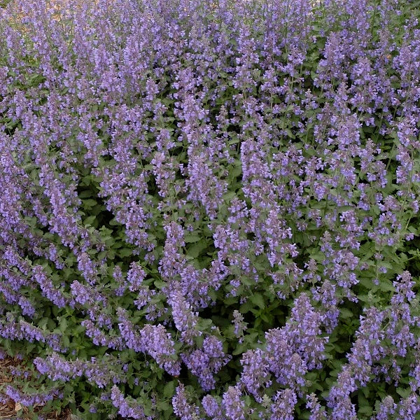 Captivating Catmint - Image 2