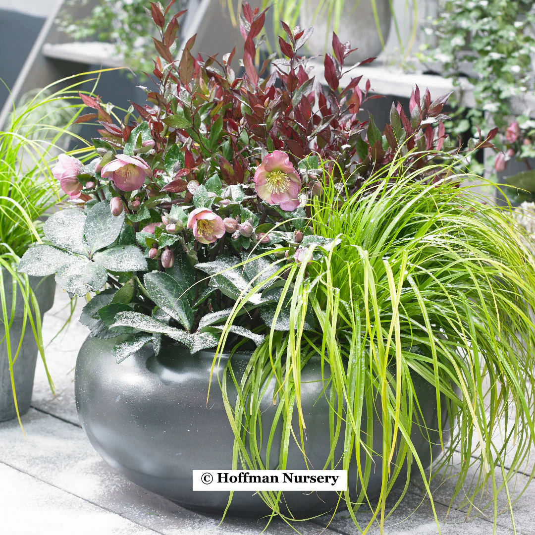 EverColor® Everillo Carex - Image 2