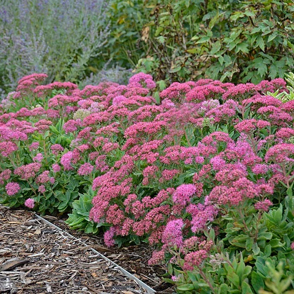 Carl Sedum - Image 2